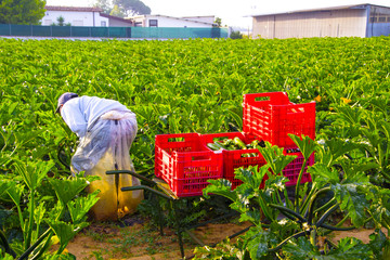 bracciante in un campo di zucchine in Italia