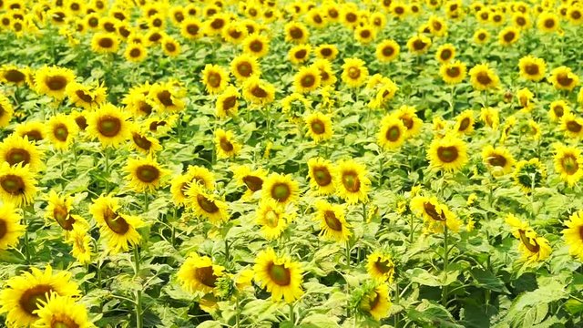 Close up shot of bright yellow sunflowers field in Asia 
