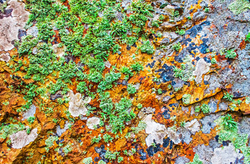 rock covered with moss and lichen, abstract nature background