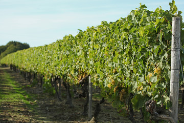 Fototapeta na wymiar Vignoble charentais