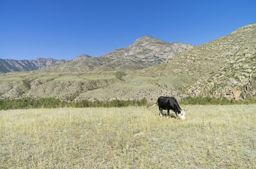 Fototapeta na wymiar Black cow grazing in a mountain meadow. Altai, Russia.