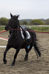 Fototapeta na wymiar Beautiful black horse gallops on arena