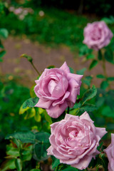 beautiful flowers of roses