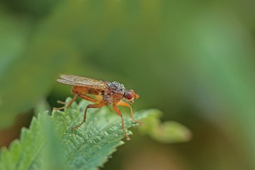 Hornfliege (Tetanocera arrogans) mit Morgentau
