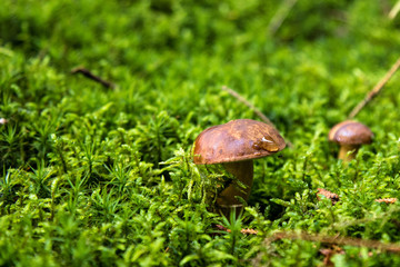 Mushroom