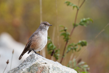 Rock Wren