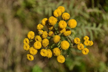 boerenwormkruid in de berm van een weg in de herfst