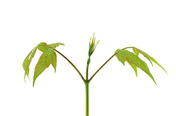 Fototapeta na wymiar Young plant isolated on white