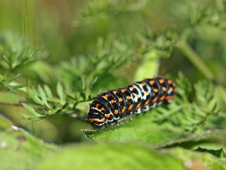Jungraupe des Schwalbenschwanzes (Papilio machaon)
