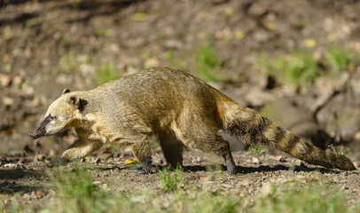 South American coati (Nasua nasua)
