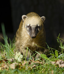 South American coati (Nasua nasua)