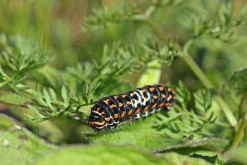 Jungraupe des Schwalbenschwanzes (Papilio machaon)
