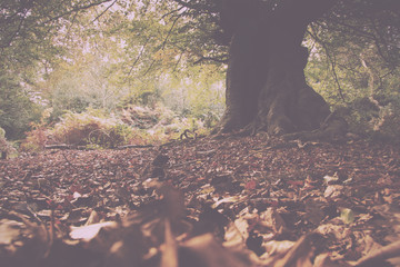 Woodland scene at the start of autumn Vintage Retro Filter.