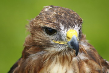 Steinadler, Adler