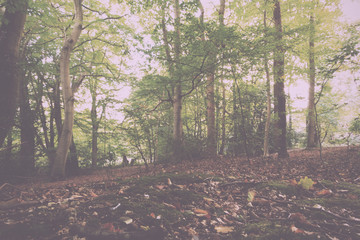 Obraz na płótnie Canvas Woodland scene at the start of autumn Vintage Retro Filter.