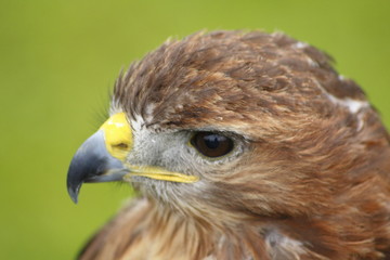 Steinadler, Adler