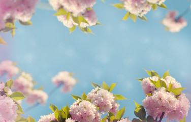 Fototapeta premium Flowering Japanese cherry tree and blue sky - beautiful nature in spring