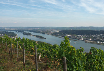 Fototapeta na wymiar Rüdesheim - Rhein - Bingen - Weinberge 