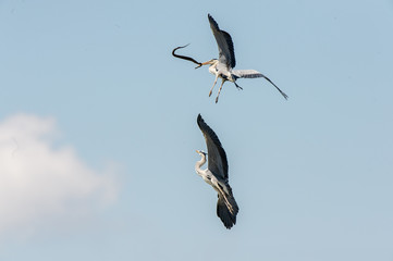 Airone Cenerino con preda