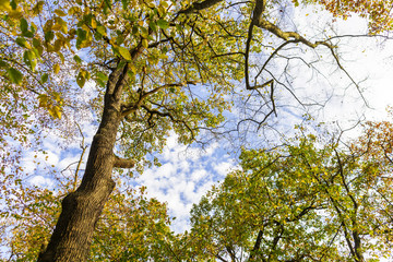 Obraz premium Herbst