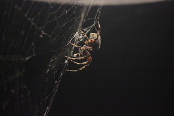 Spider