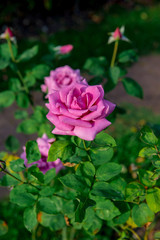 beautiful flowers of roses