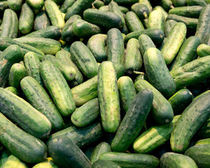 Fresh organic cucumbers on shelf in local store