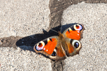 Monarch butterfly close up