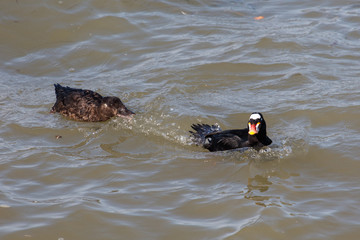 surf scoter