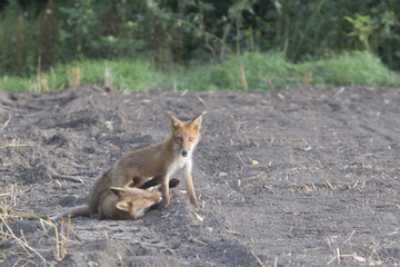 キタキツネ