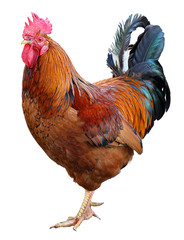 Colorful Rooster isolated on white background . Symbol 2017