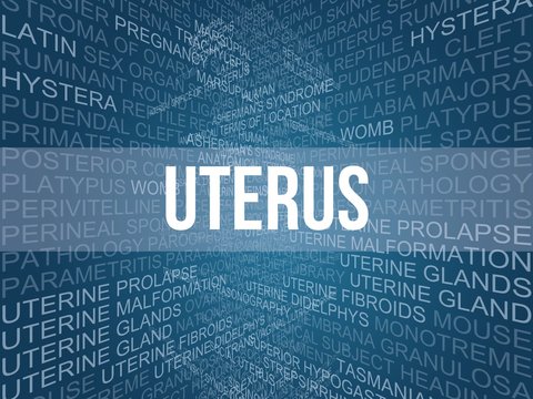 uterus