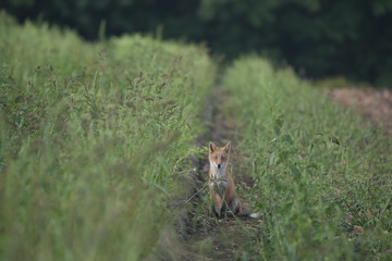 キタキツネ