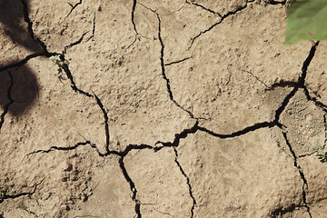 Dry cracked earth and green leaf