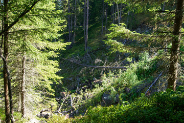 Forest on a hillside