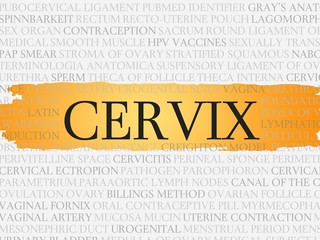 cervix