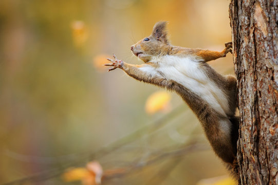 Squirrel eagerly reaching for what she want most