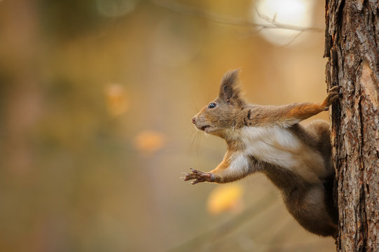 Squirrel stunned reaching left while holding the trunk