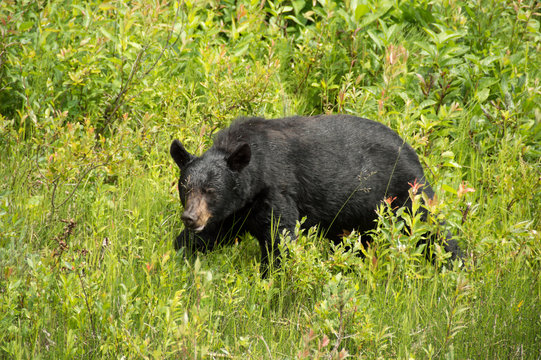 black bear in the bush