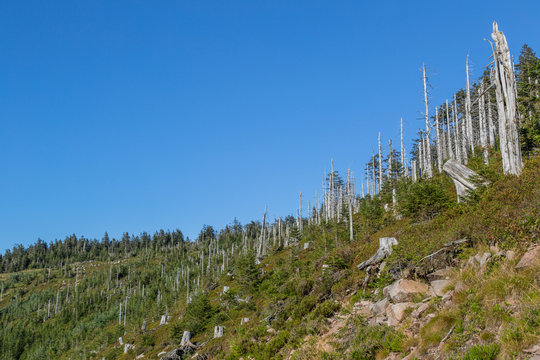 Sturmwurffl&auml;che, Orkan Lothar; Nationalpark Schwarzwald, Sommer