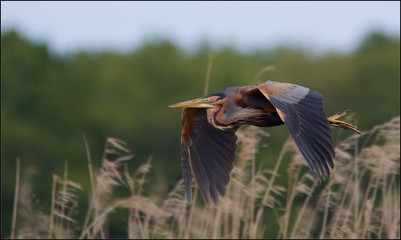 heron pourpré