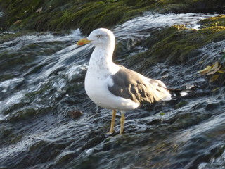 Seagull in river