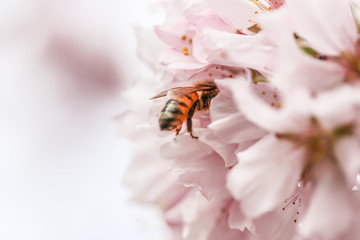 buzzing bee