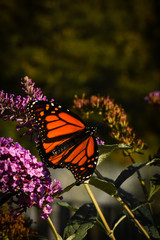 Fototapeta na wymiar Butterfly in garden