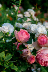 beautiful flowers of roses