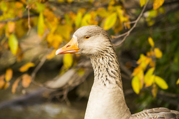 Tan Goose