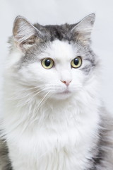 Fototapeta na wymiar Siberian cat, portrait on a white background
