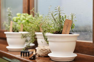 Lavender in a clay pot