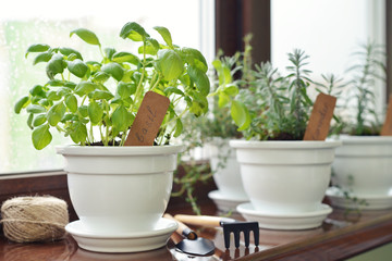Fresh basil herb in pot