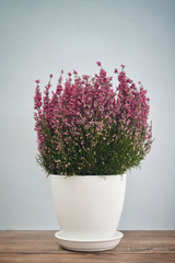 Calluna vulgaris   in flower pot